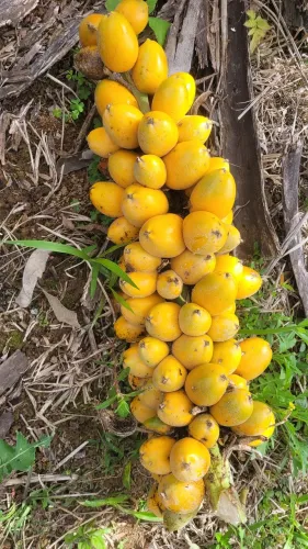 Gravatá, bananinha do mato 10 und