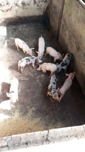 Vende-se filhote de suínos