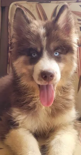 Husky wooly ,pelagem Rara, Monstly Red, macho 3 meses