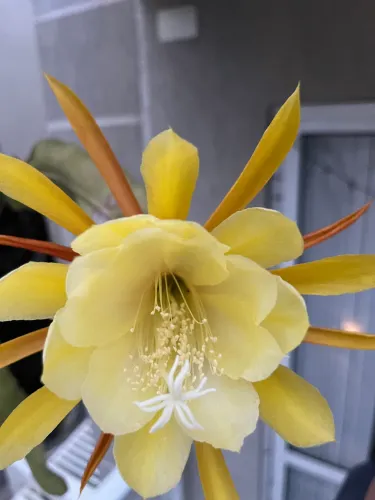 Vaso de Cacto Orquídea amarelo (Epiphyllum)
