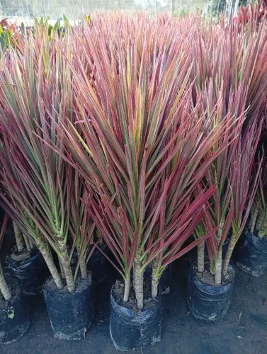 Dracena Tricolor