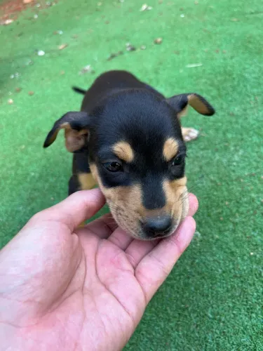 Doação de cães filhotes 