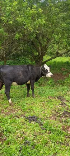 VENDO NOVILHA