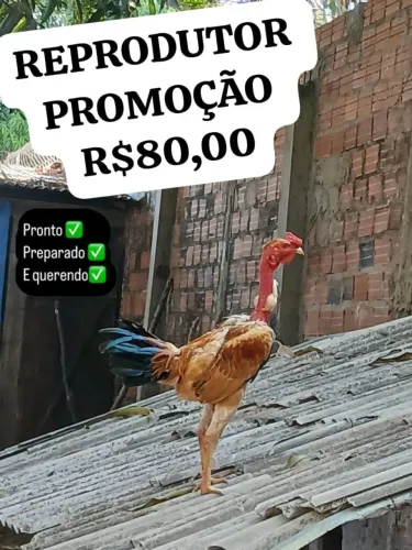 GALO REPRODUTOR PURO CAIPIRA