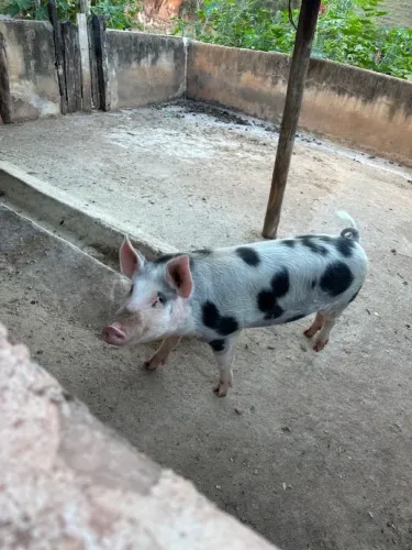 VENDO PORCO DE FAZENDA
