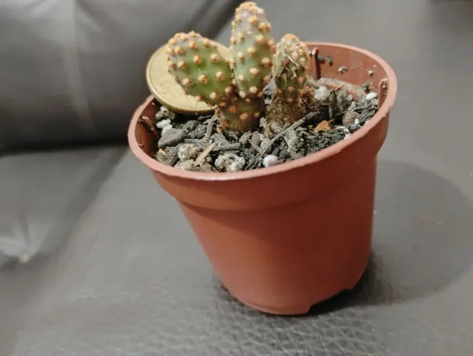 Cactos suculentas coleção opuntia rufida minima