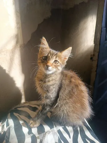 Doação de Gata 