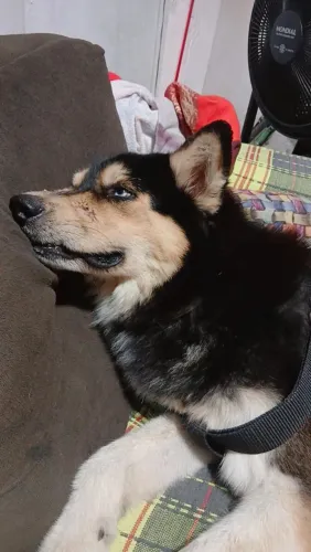 Doação de cachorro