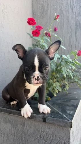 Bulldog francês