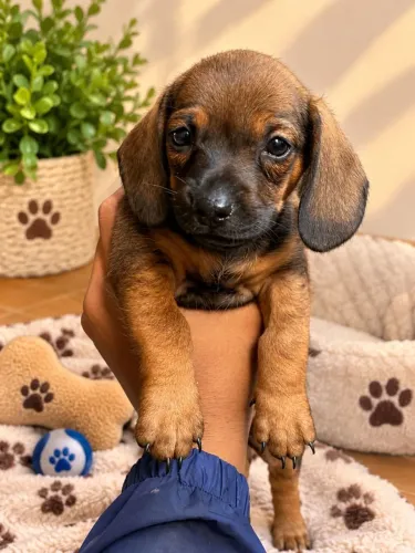Lindos salsichinhas e perfeitos dachshund
