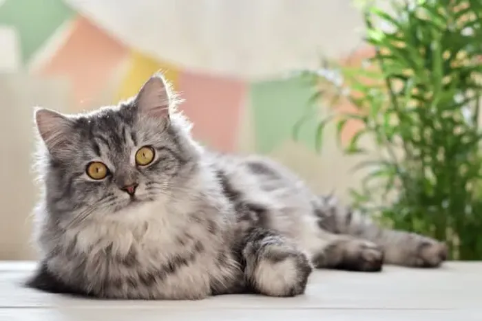 Gato Persa e Himalaio