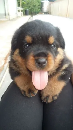 Rottweiler Filhote que merece entrar na sua seleção