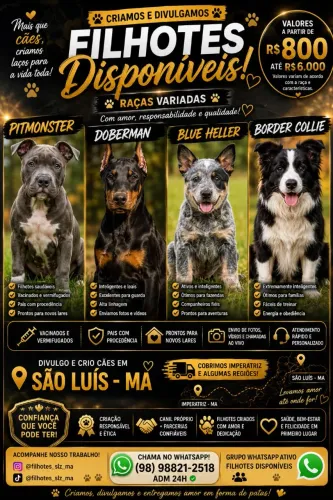 Cane corso, doberman, border collier, BLUE heller e outros