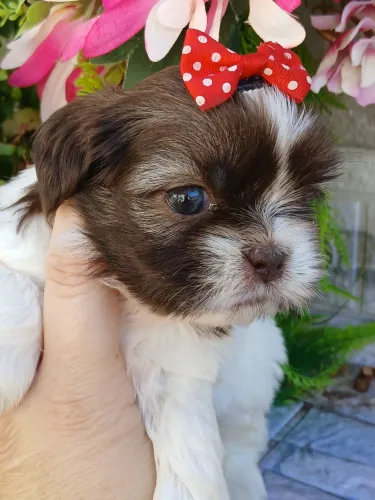 Shitzu fêmea linda olhos verdes nariz marron