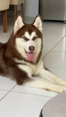 Procura-se namorada da mesma raça. Husky siberiano 