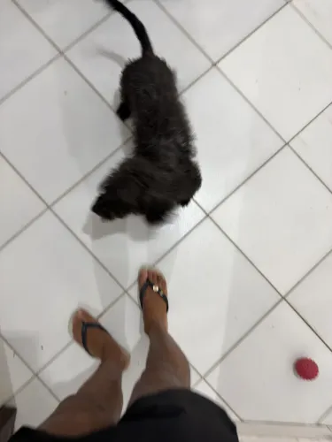 Doação dog