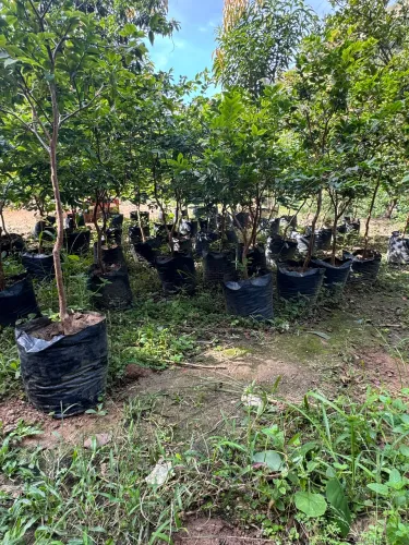 Jabuticaba mudas já produzindo