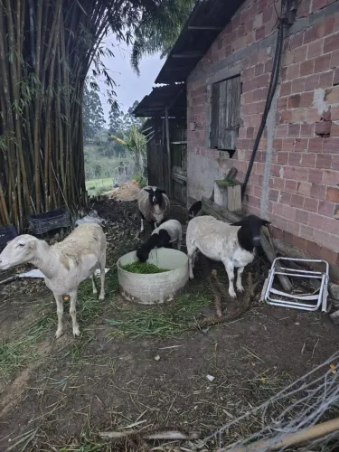 Vendo lote de carneiros