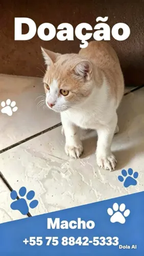 Gatinho para adoção