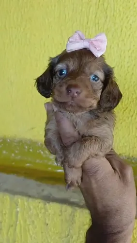 Dachshund Teckel pelo curto e pelo longo 