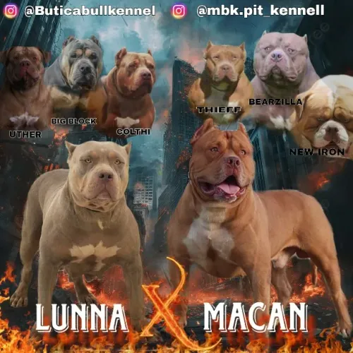 Filhote fêmea de Pit monster 