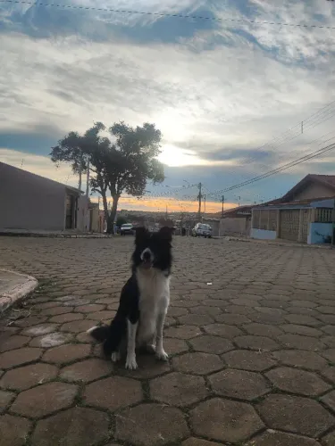 Border Collie Macho com Pedigree Procura Namorada