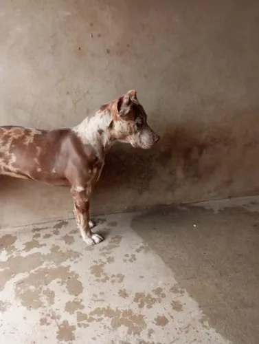 Filhote fêmea de pitbull