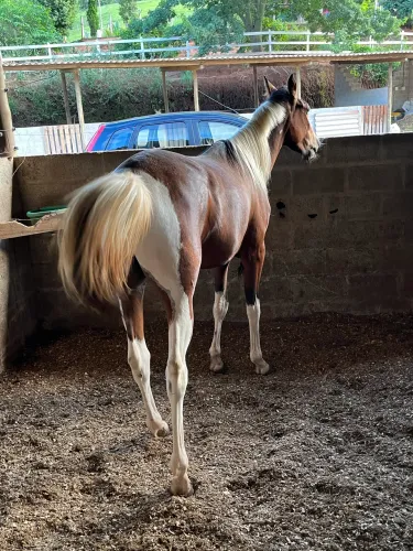 Vende-se cavalo paulista 