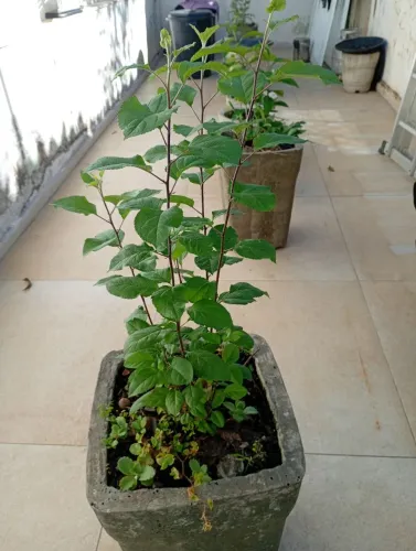 Muda de Maçã Julieta. 3mt