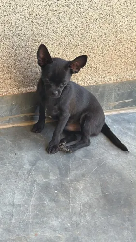 Vendo chihuahua machinho