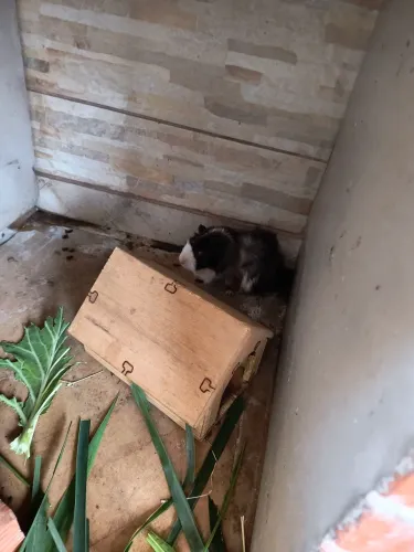 Porquinho da índia