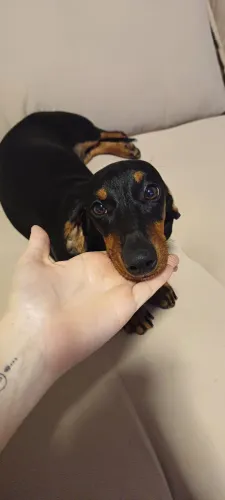 Dachshund fêmea