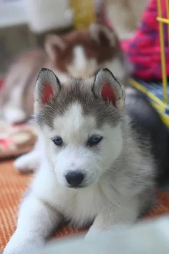 Husky Um novo amigo está esperando para conhecer você