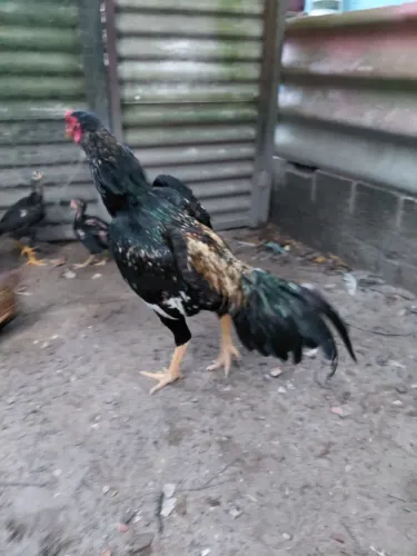 Frango shamo 