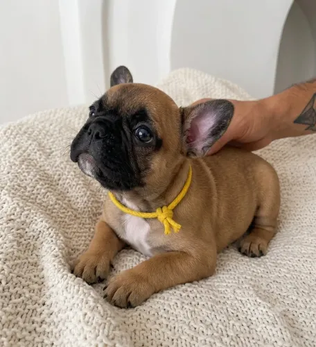 Bulldog francês