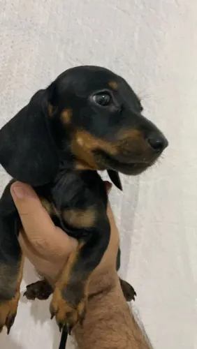 Dachshund SALSICHA miniatura macho pronto entrega c pedigree filhotes original registrado