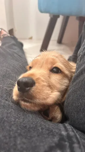 Filhotes de cocker spaniel