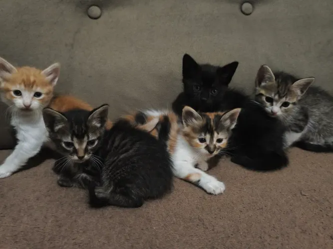 Doa-se gatinhos filhotes