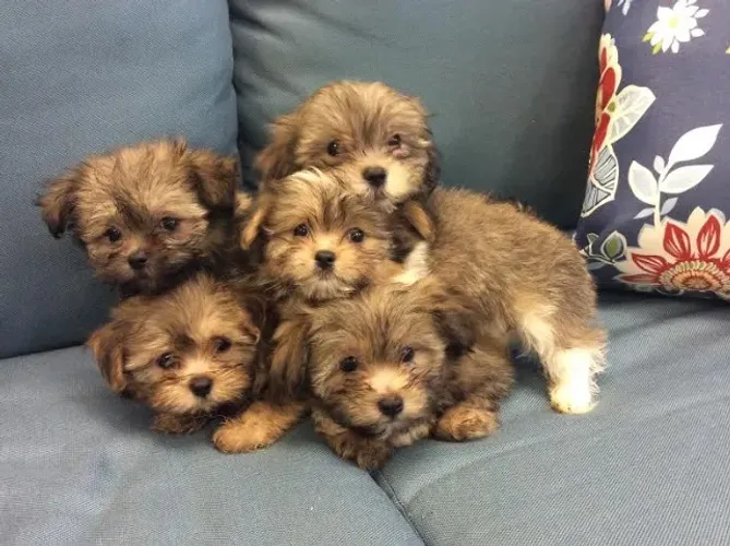 peludos e pequenos
