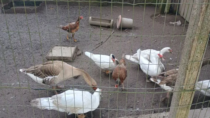 Vendo casal de ganso e quatro patas e um pato.