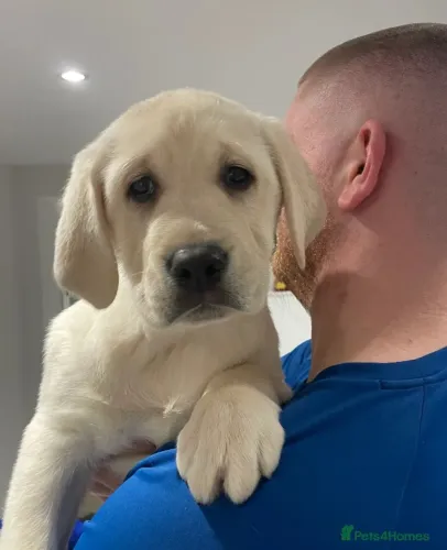 Labrador amarelo: felicidade com rabo ?