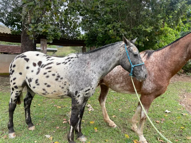 Cavalos da Raça Apaloosa