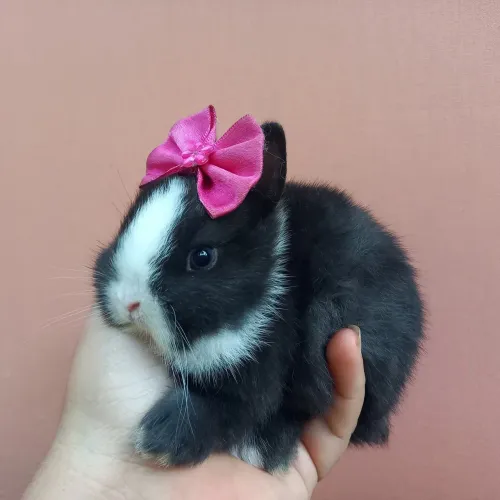Mini coelhos