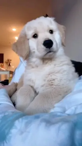 Golden Retriever charmoso e carinhoso