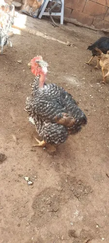 Duas ótimas galinhas