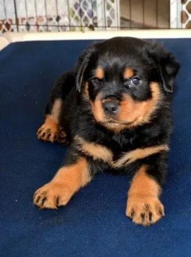 Rottweiler - Seu Próximo Filhotinho Pode Estar Mais Próximo Do Que Parece