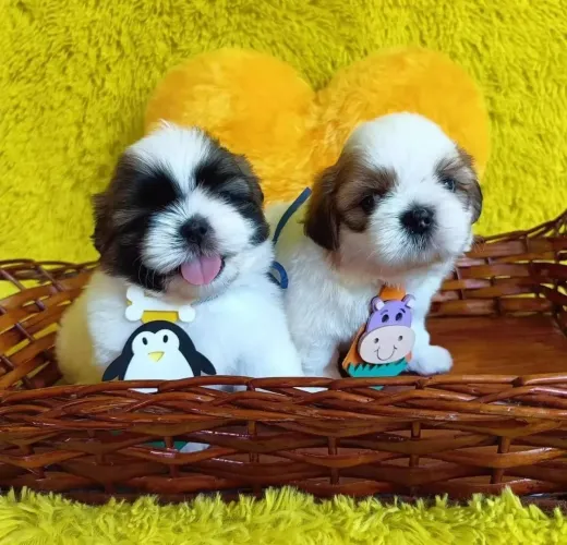 Shih Tzu quem ama cuida