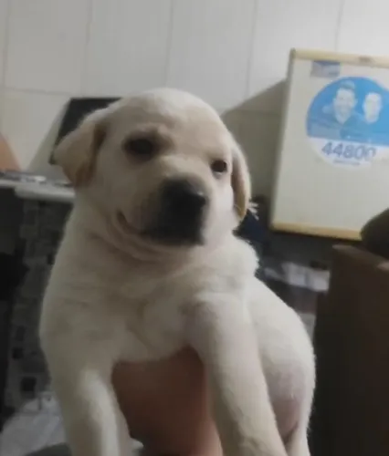 Vendo filhotes de Labrador macho branco!