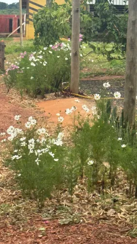 TERRA PARA PLANTAR - OPORTUNIDADE DE ARRENDAMENTO