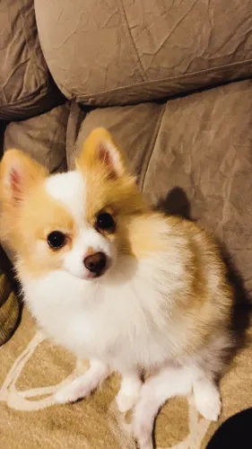 Lulu da pomerania 